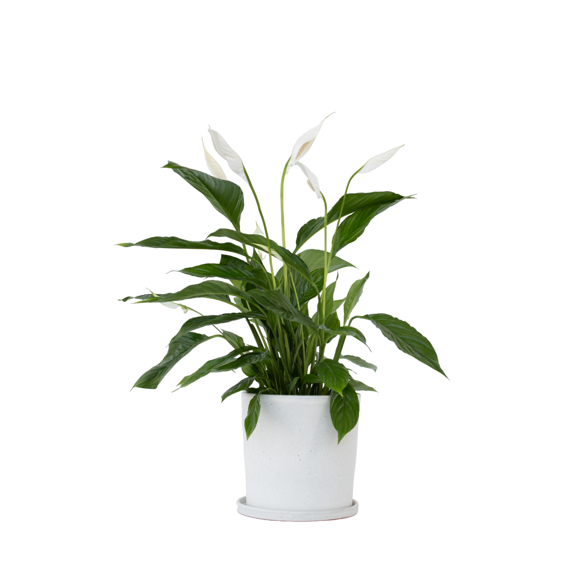 Peace lilly - Spathiphyllum 'Lima' - Height 60-75cm - ⌀17cm