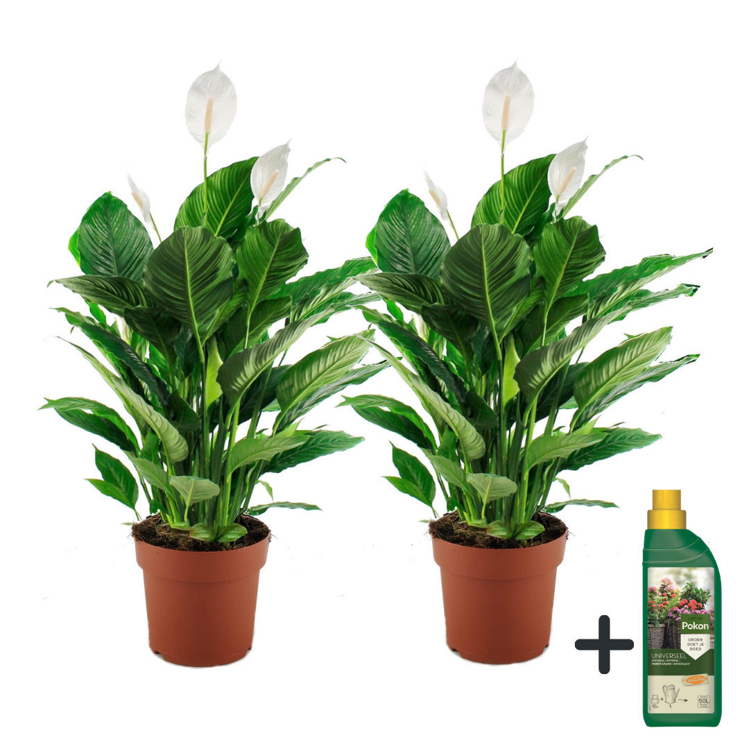 Peace lilly + Pokon - 2 pcs. - Spathiphyllum 'Lima' - Height 60-75cm - ⌀17cm