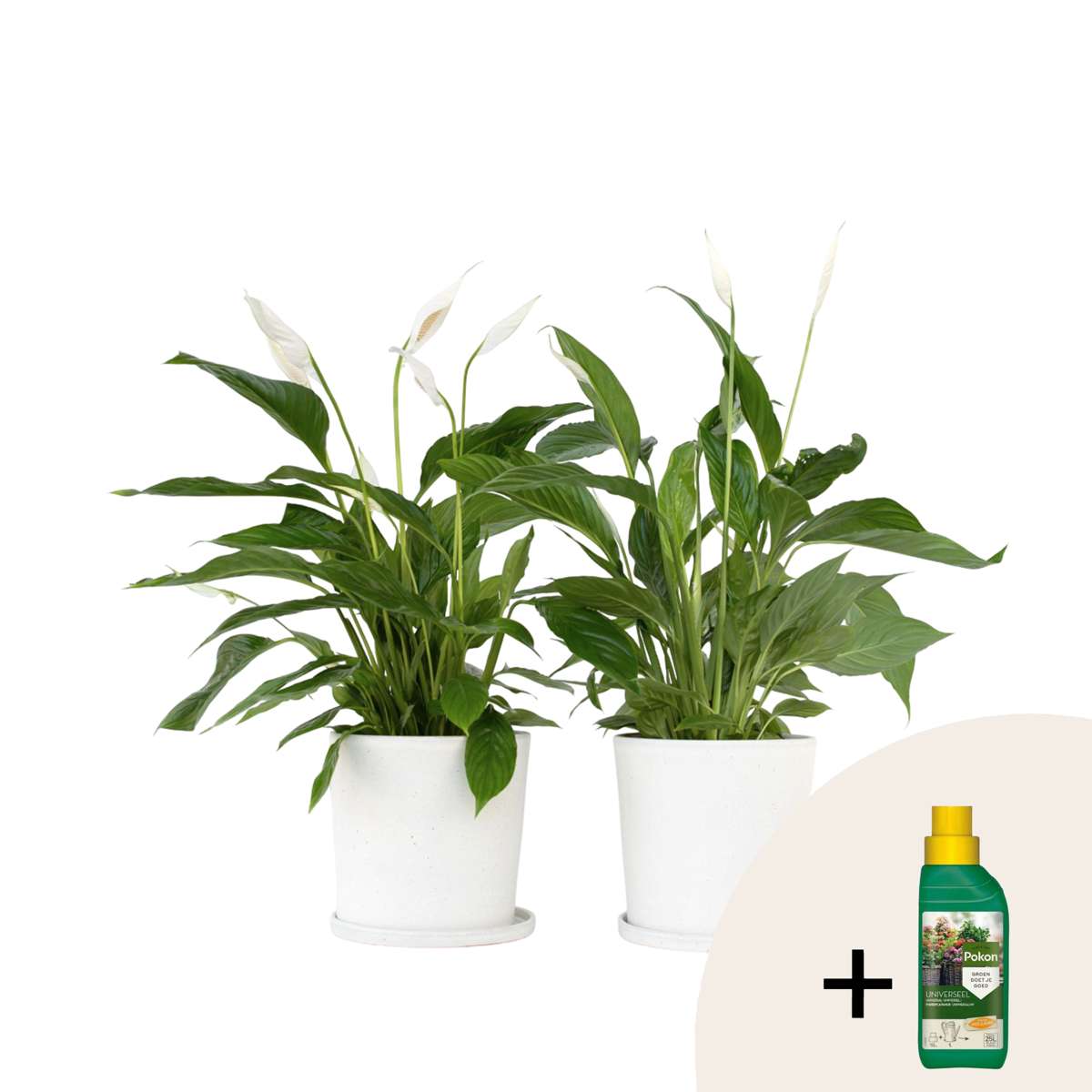 Peace lilly + Pokon - 2 pcs. - Spathiphyllum 'Lima' - Height 60-75cm - ⌀17cm