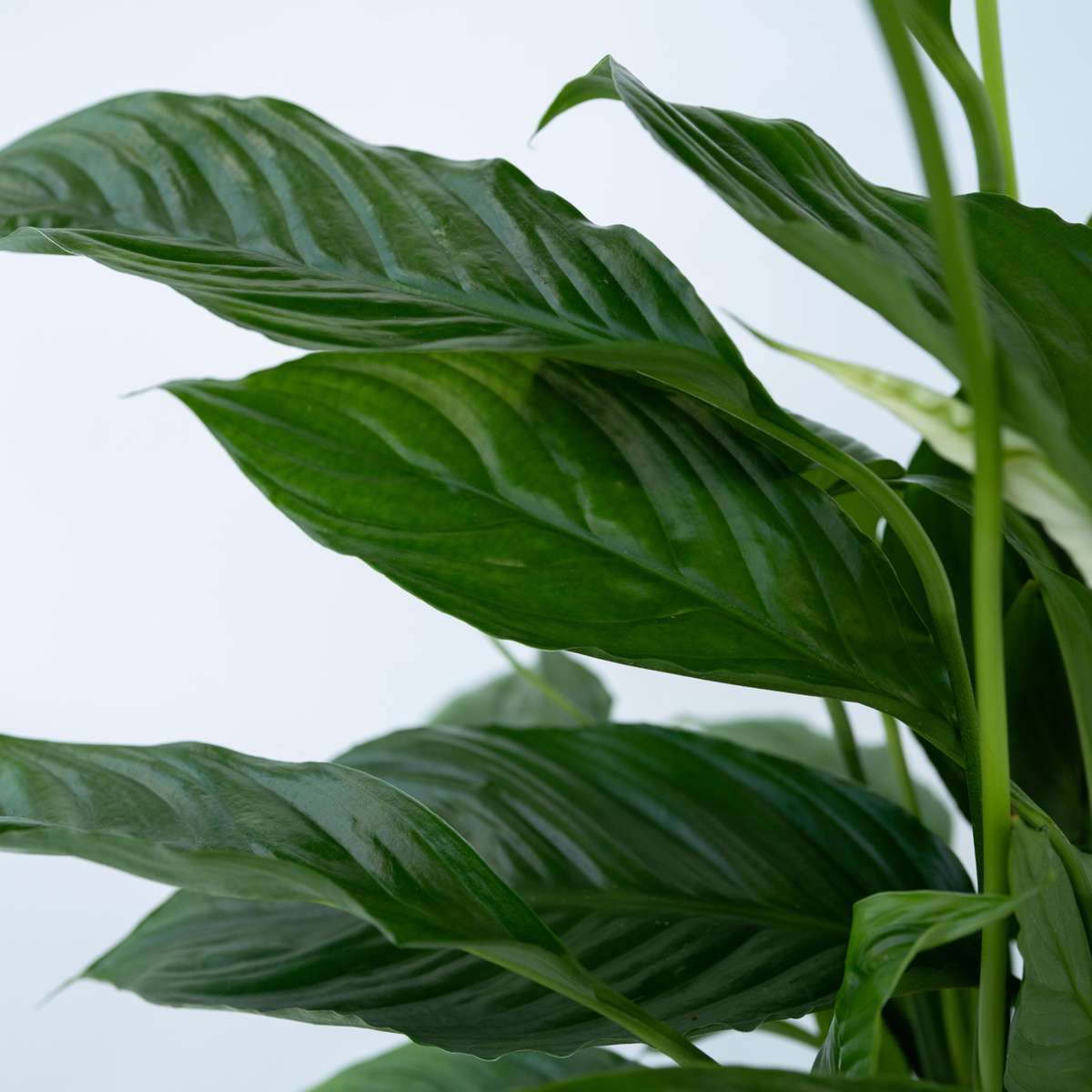 Peace lilly - 2 pcs. - Spathiphyllum 'Lima' - Height 60-75cm - ⌀17cm