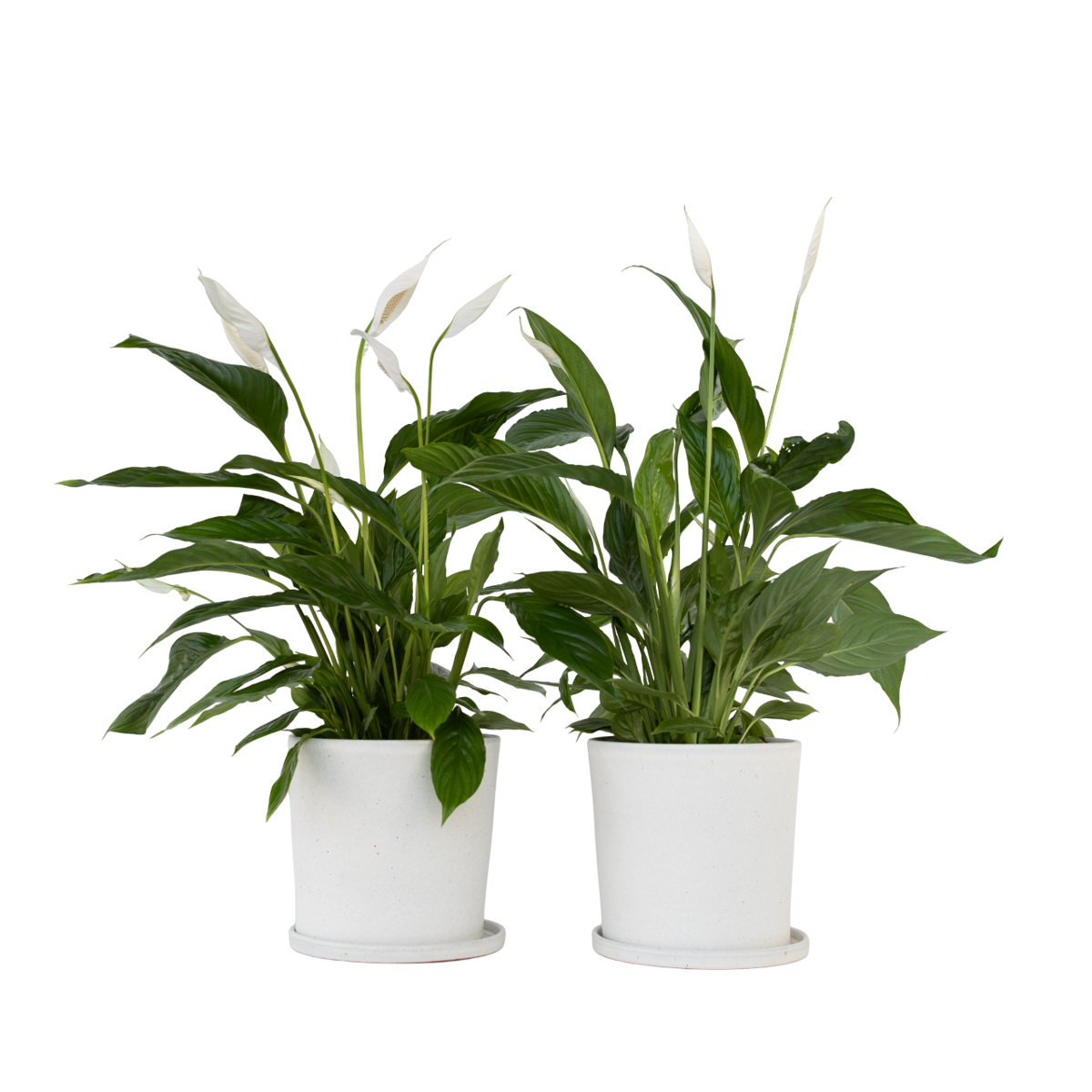 Peace lilly - 2 pcs. - Spathiphyllum 'Lima' - Height 60-75cm - ⌀17cm