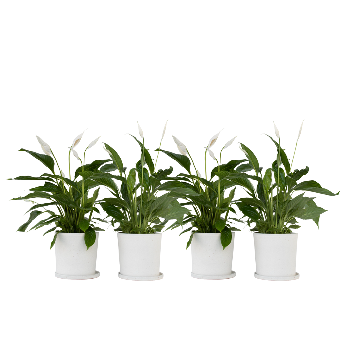 Peace lilly - 4 pcs. - Spathiphyllum 'Lima' - Height 60-75cm - ⌀12cm