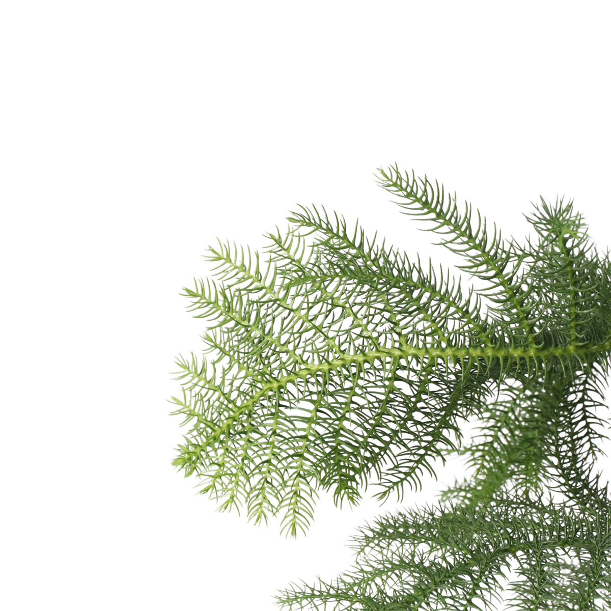 Pin de Norfolk - Araucaria heterophylla - Hauteur 70-80cm - ⌀21cm