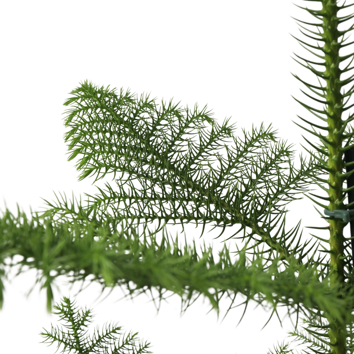 Pin de Norfolk - Araucaria heterophylla - Hauteur 70-80cm - ⌀21cm