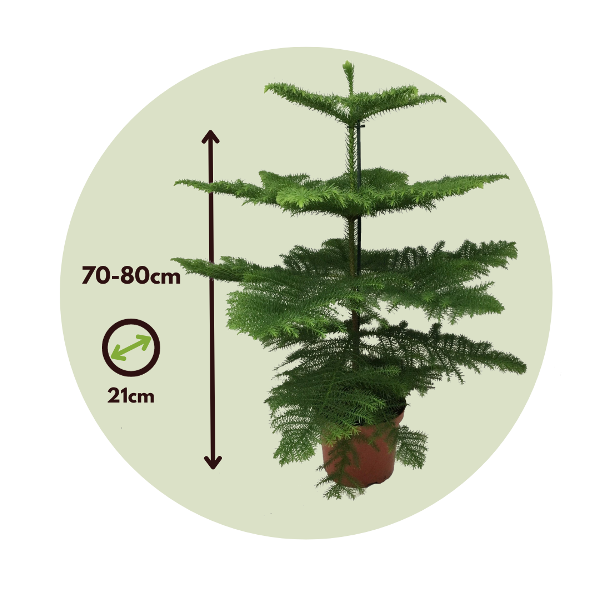 Pin de Norfolk - Araucaria heterophylla - Hauteur 70-80cm - ⌀21cm