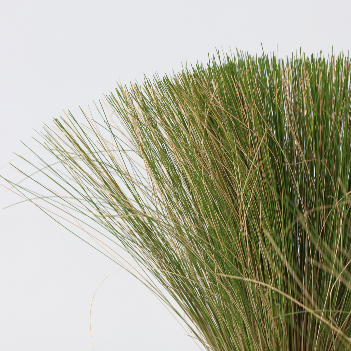 Herbe aux plumes - Set de 3 - Stipa tenuifolia 'Pony Tails' - H20-30cm - ⌀9cm - TD Plantz