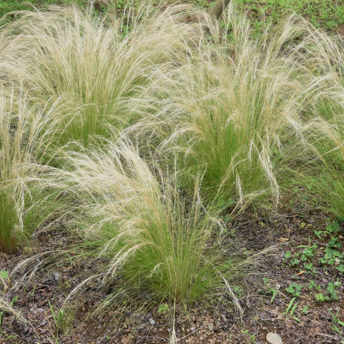 Herbe aux plumes - Set de 6 - Stipa tenuifolia 'Pony Tails' - H20-30cm - ⌀9cm - TD Plantz
