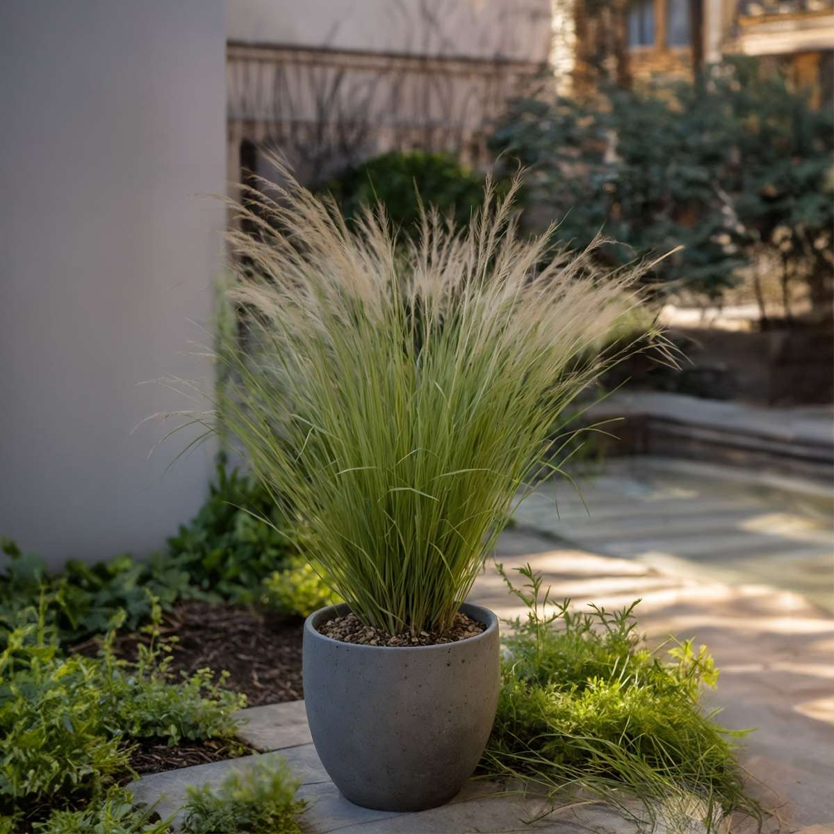 Herbe aux plumes - Set de 9 - Stipa tenuifolia 'Pony Tails' - H20-30cm - ⌀9cm