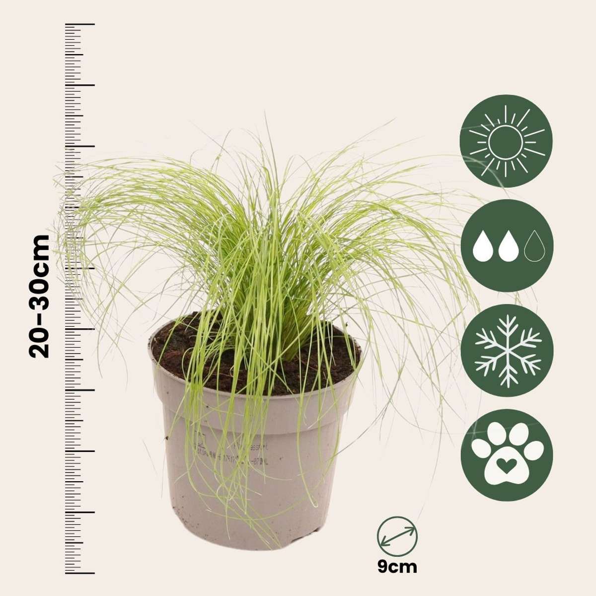 Herbe aux plumes - Set de 9 - Stipa tenuifolia 'Pony Tails' - H20-30cm - ⌀9cm
