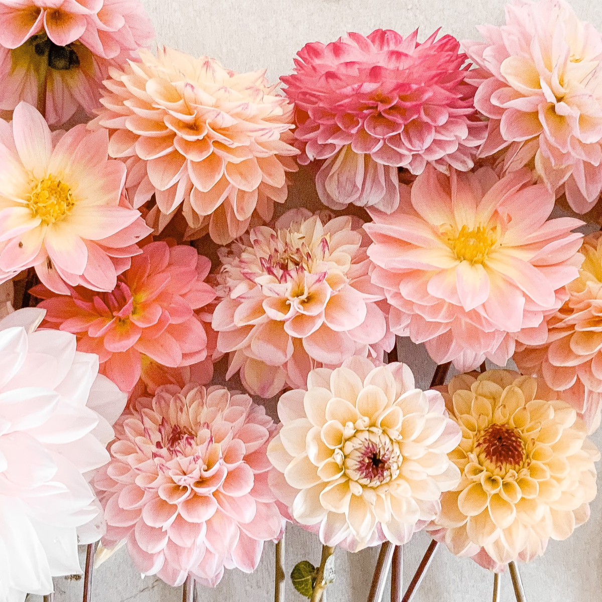 Dahlias - Set de 3 - Dahlia 'Break Out' - Bulbes à fleurs - Rose - TD Plantz