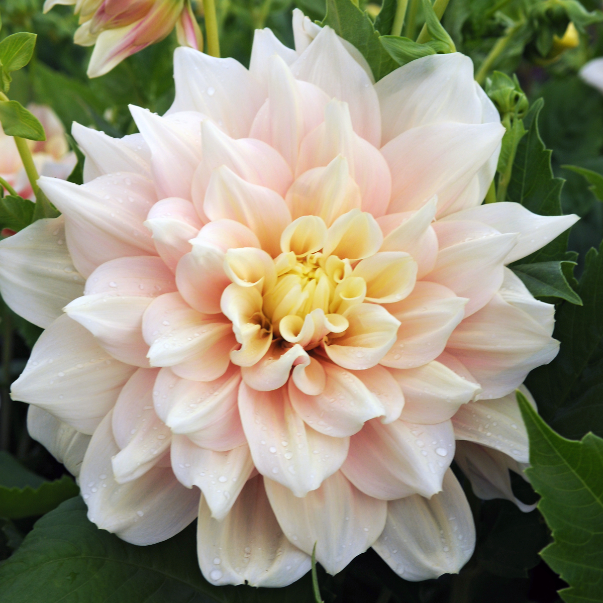 Dahlias - Set de 3 - Dahlia 'Break Out' - Bulbes à fleurs - Rose - TD Plantz