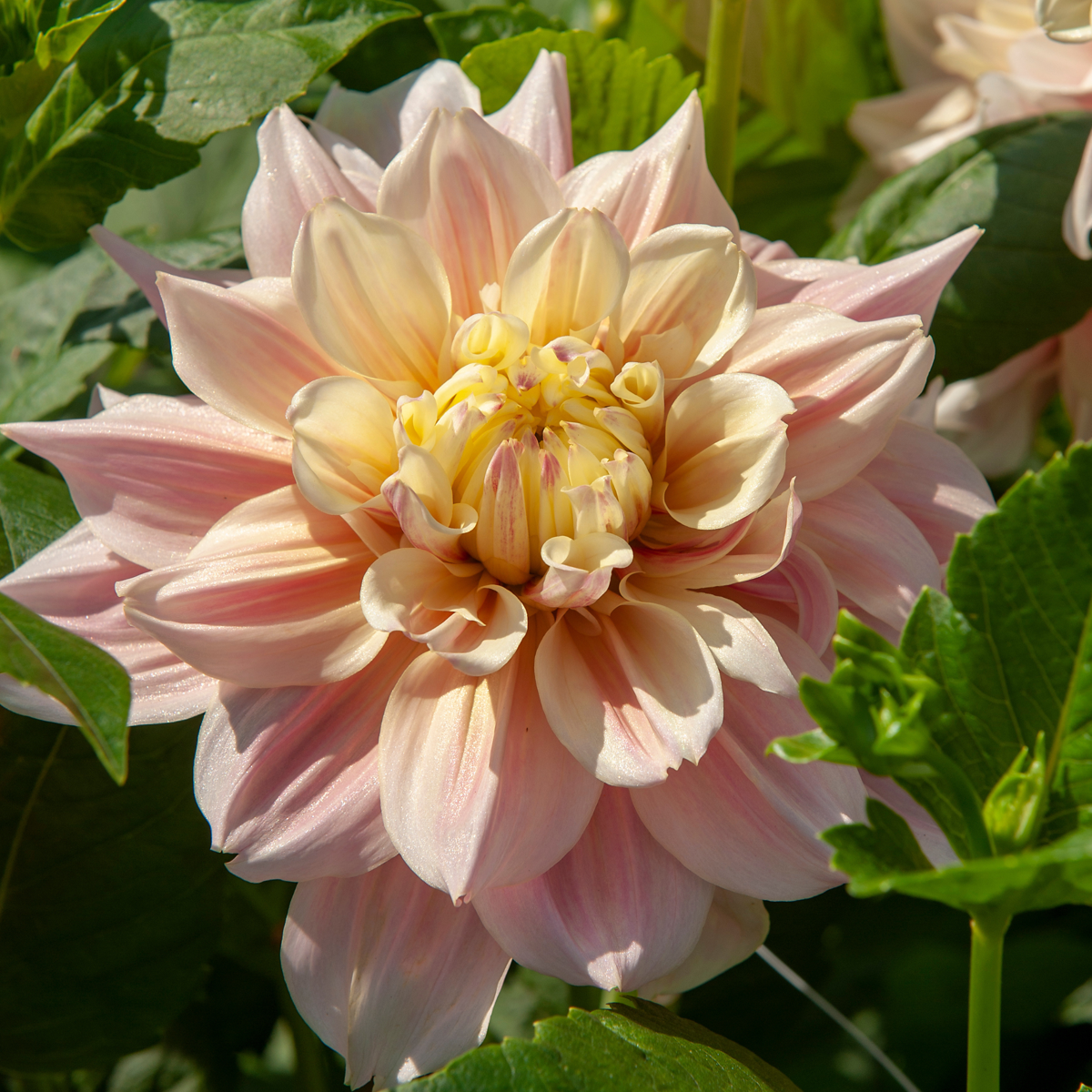 Dahlias - Set de 3 - Dahlia 'Break Out' - Bulbes à fleurs - Rose - TD Plantz