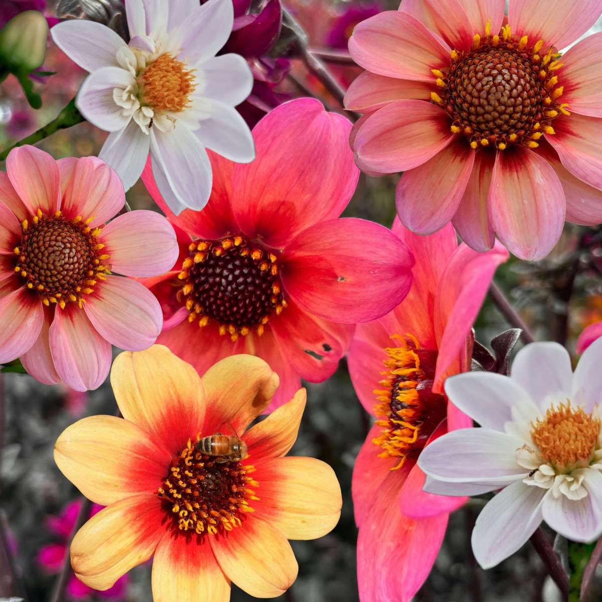 Dahlia tubers - 6 pcs. - Dahlia 'Happy Single Mix' - Flower Bulbs