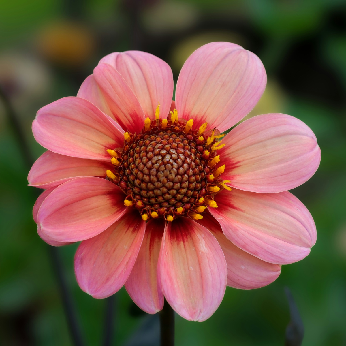 Dahlia tubers - 6 pcs. - Dahlia 'Happy Single Mix' - Flower Bulbs