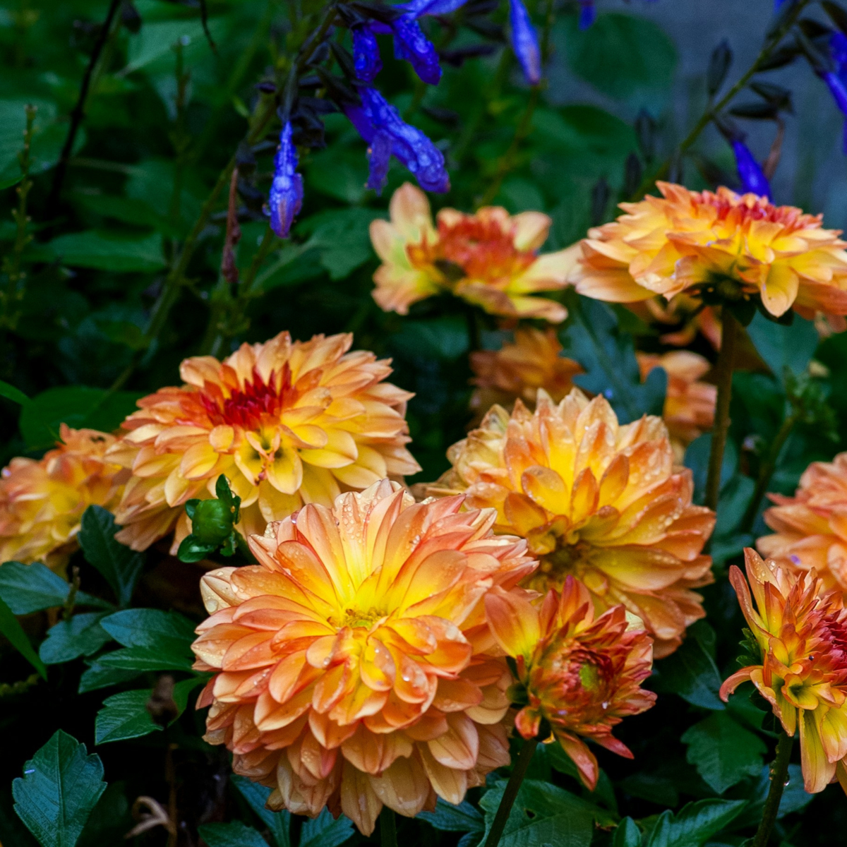 Dahlia tubers - 3 pcs. - Dahlia 'Pacific Mix' - Flower Bulbs
