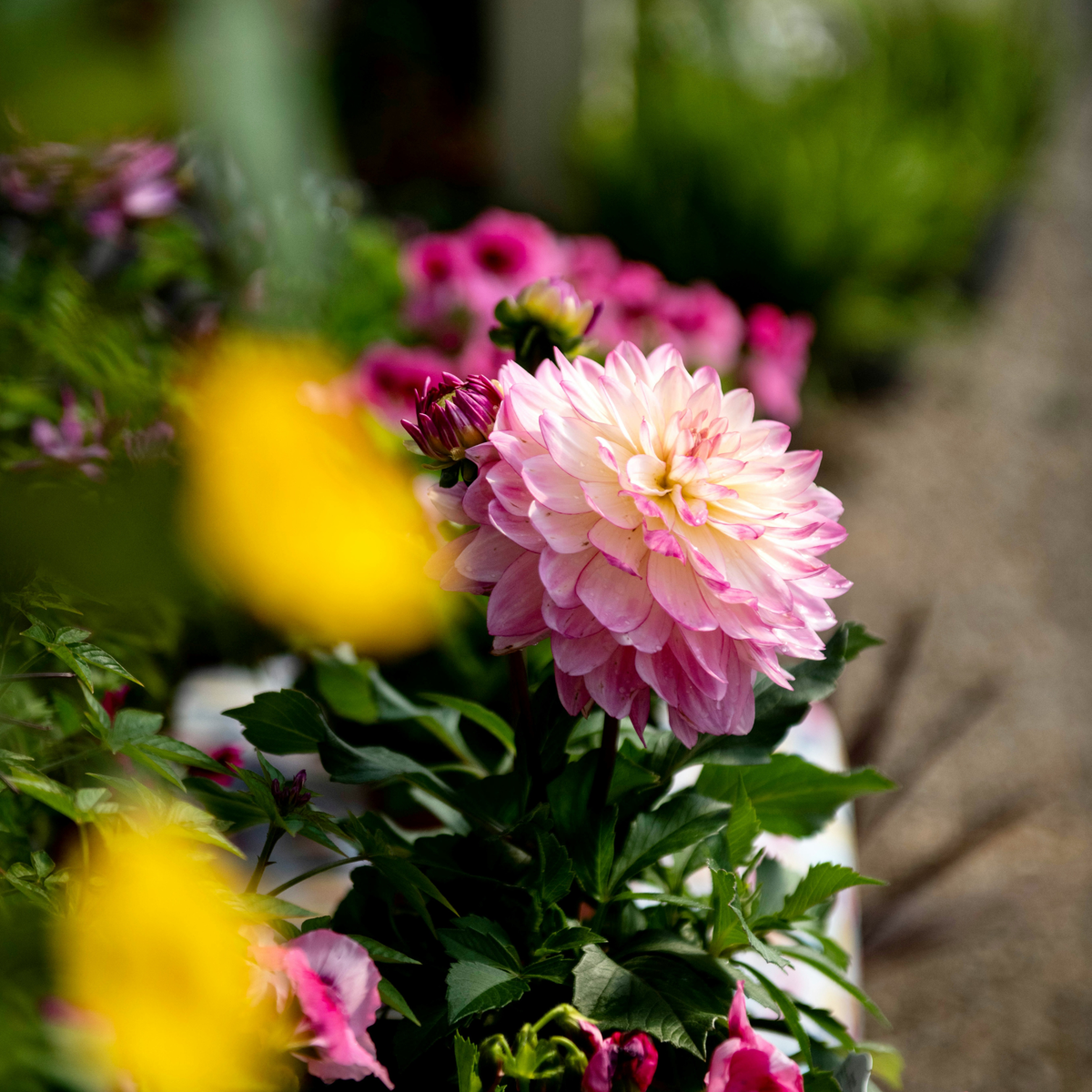 Dahlia tubers - 3 pcs. - Dahlia 'Pacific Mix' - Flower Bulbs