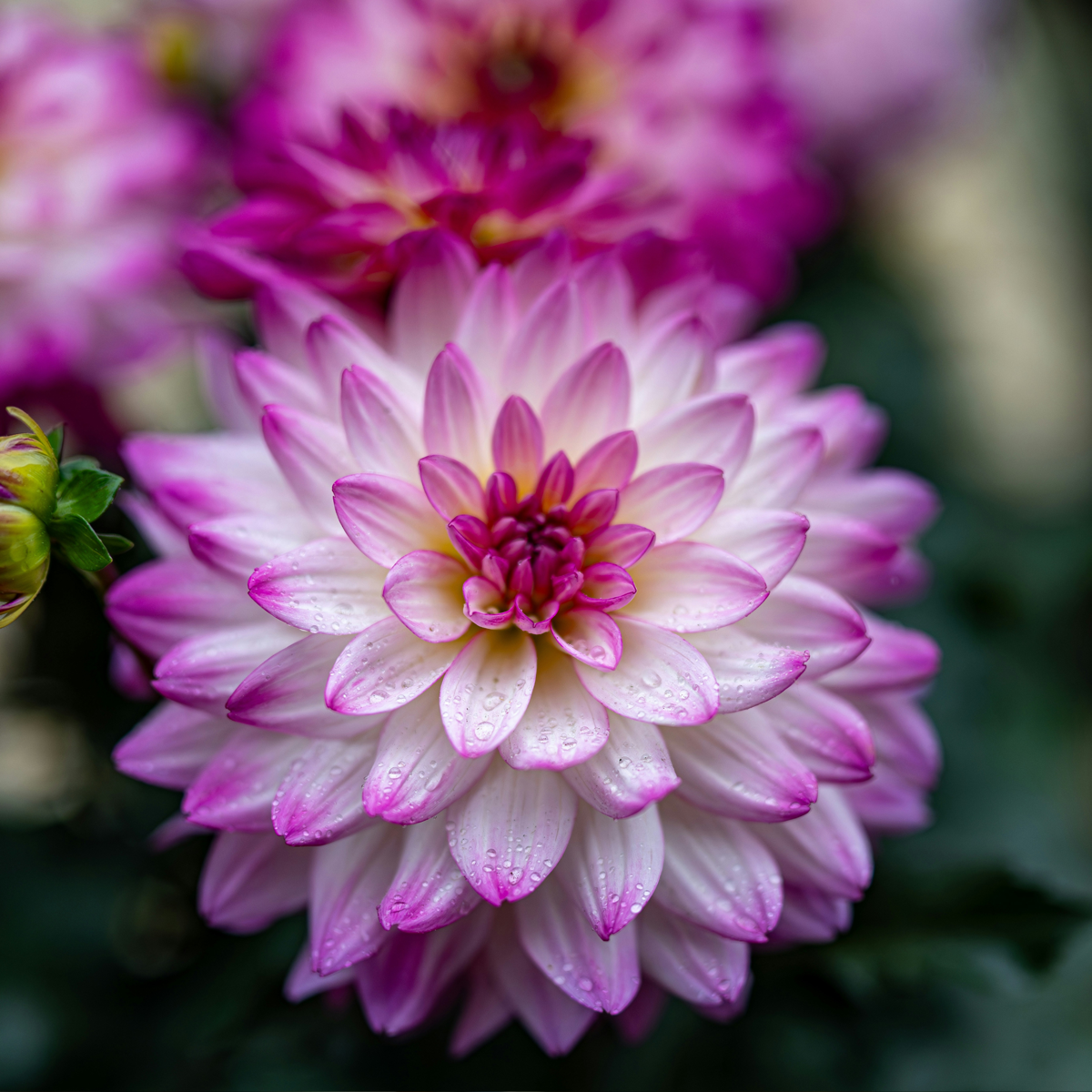Dahlia tubers - 3 pcs. - Dahlia 'Pacific Mix' - Flower Bulbs