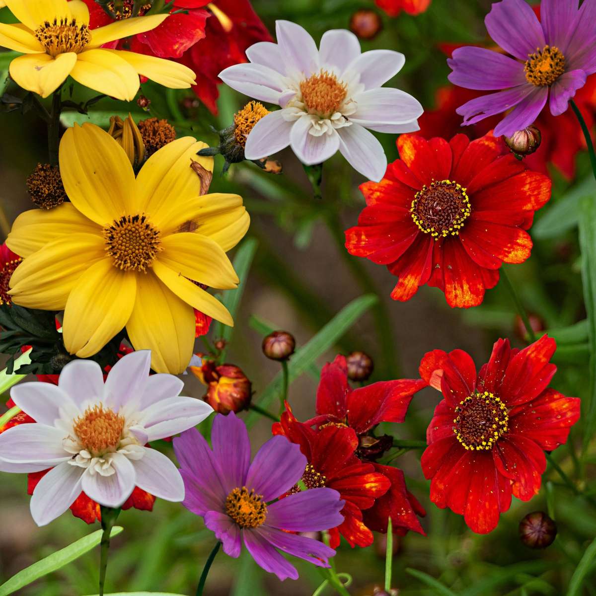 Dahlias - Set de 6 - Dahlia 'Topmix' - Bulbes à fleurs - TD Plantz