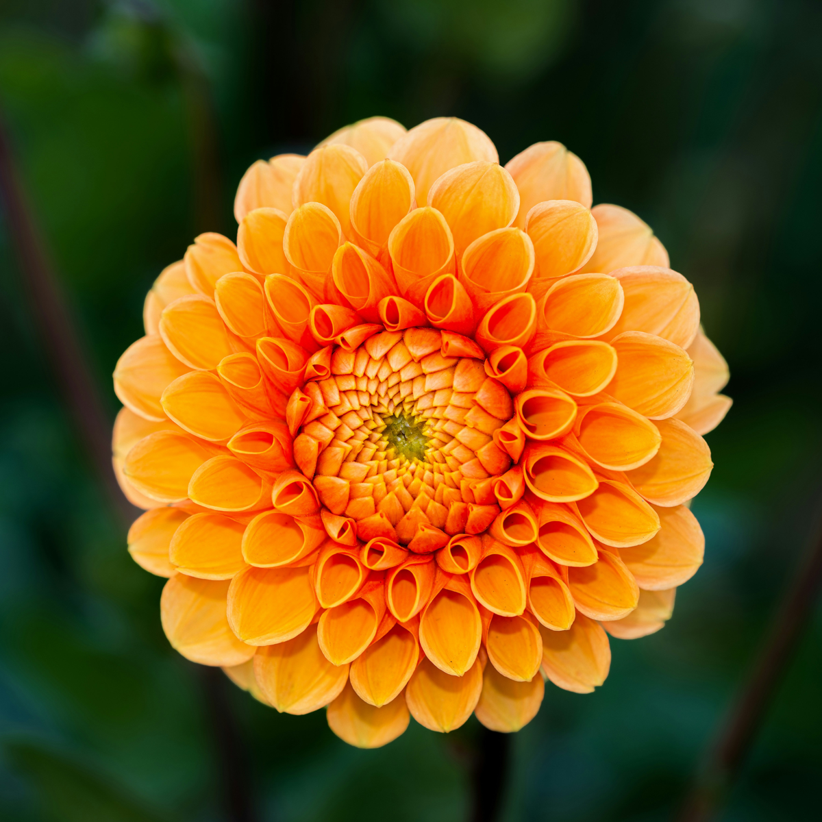 Dahlias - Set de 5 - Dahlia 'Pompon Mix' - Bulbes à fleurs