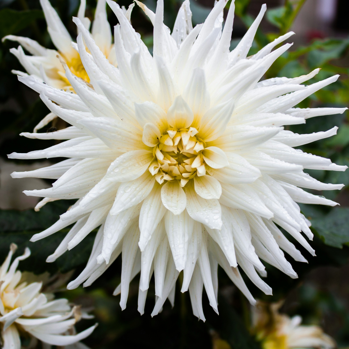 Dahlias - Set de 5 - Dahlia 'Cactus Mix' - Bulbes à fleurs