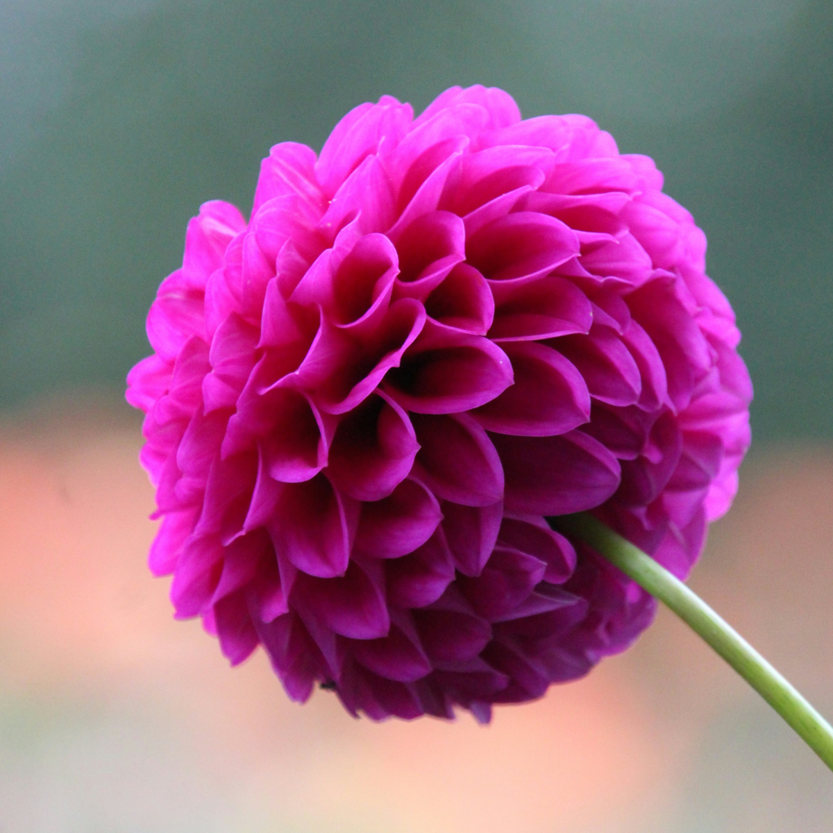 Dahlias - Set de 5 - Dahlia 'Pompon Mix' - Bulbes à fleurs