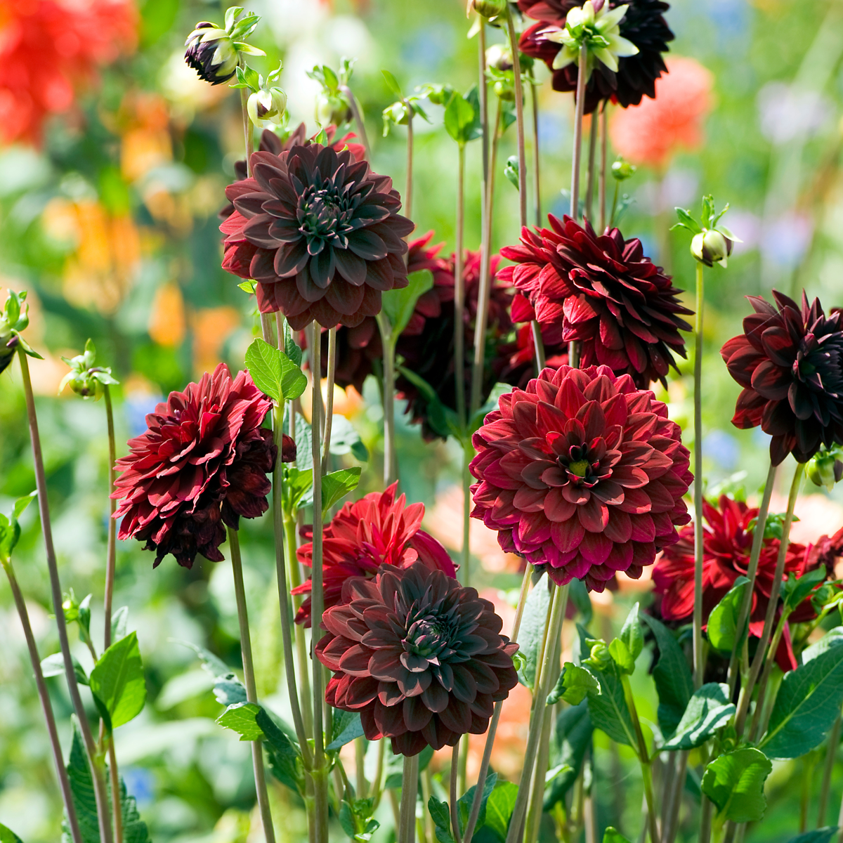 Dahlia - 6 pcs. - Dahlia 'Arabian Night' - Flower Bulbs - Red