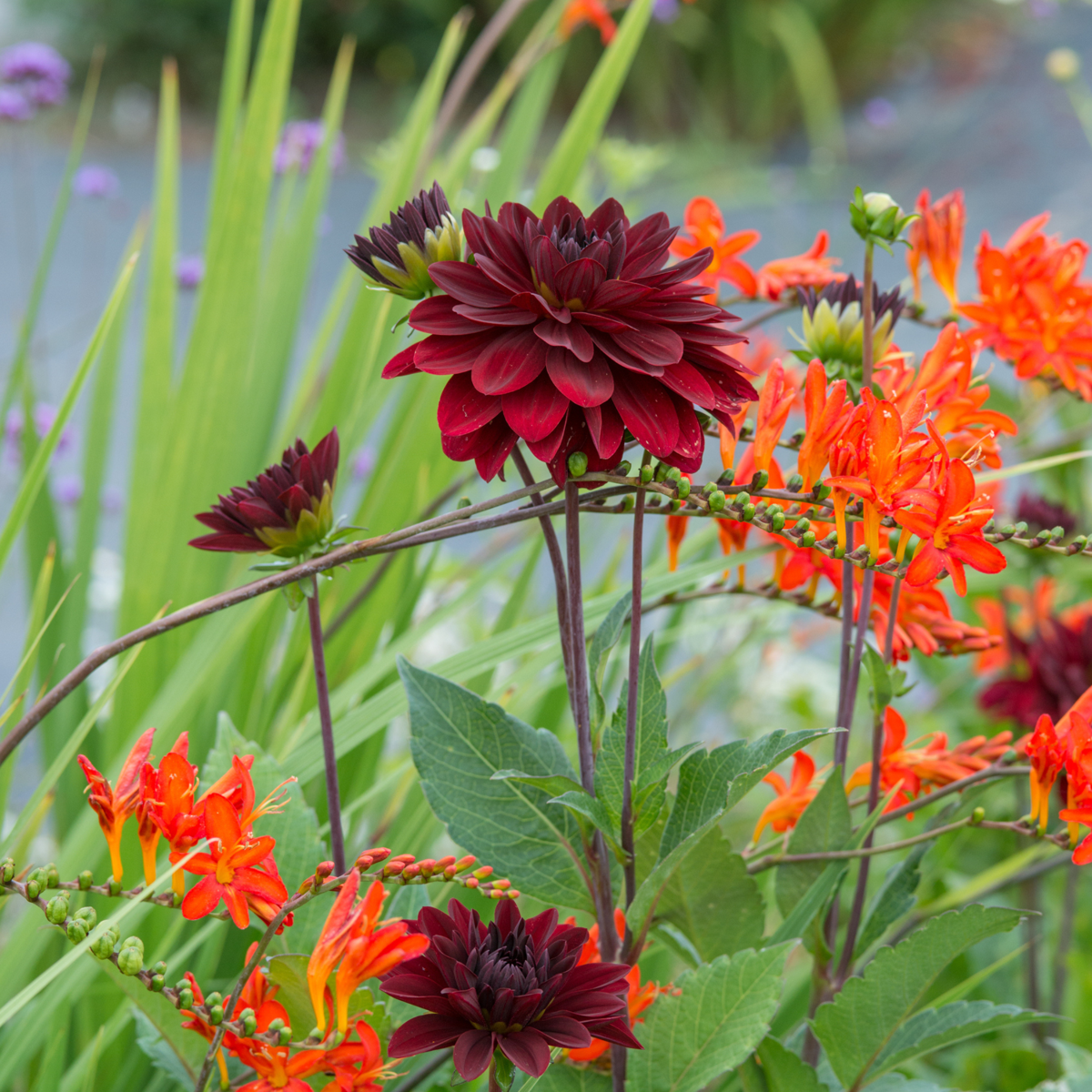 Dahlia - 6 pcs. - Dahlia 'Arabian Night' - Flower Bulbs - Red