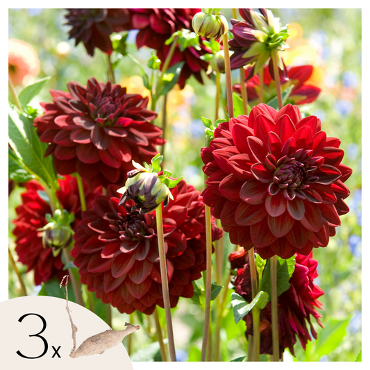 Dahlias - Set de 3 - Dahlia 'Arabian Night' - Bulbes à fleurs - Rouge