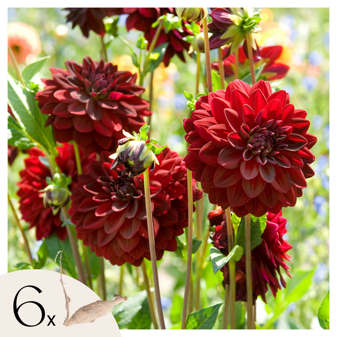 Dahlias - Set de 6 - Dahlia 'Arabian Night' - Bulbes à fleurs - Rouge