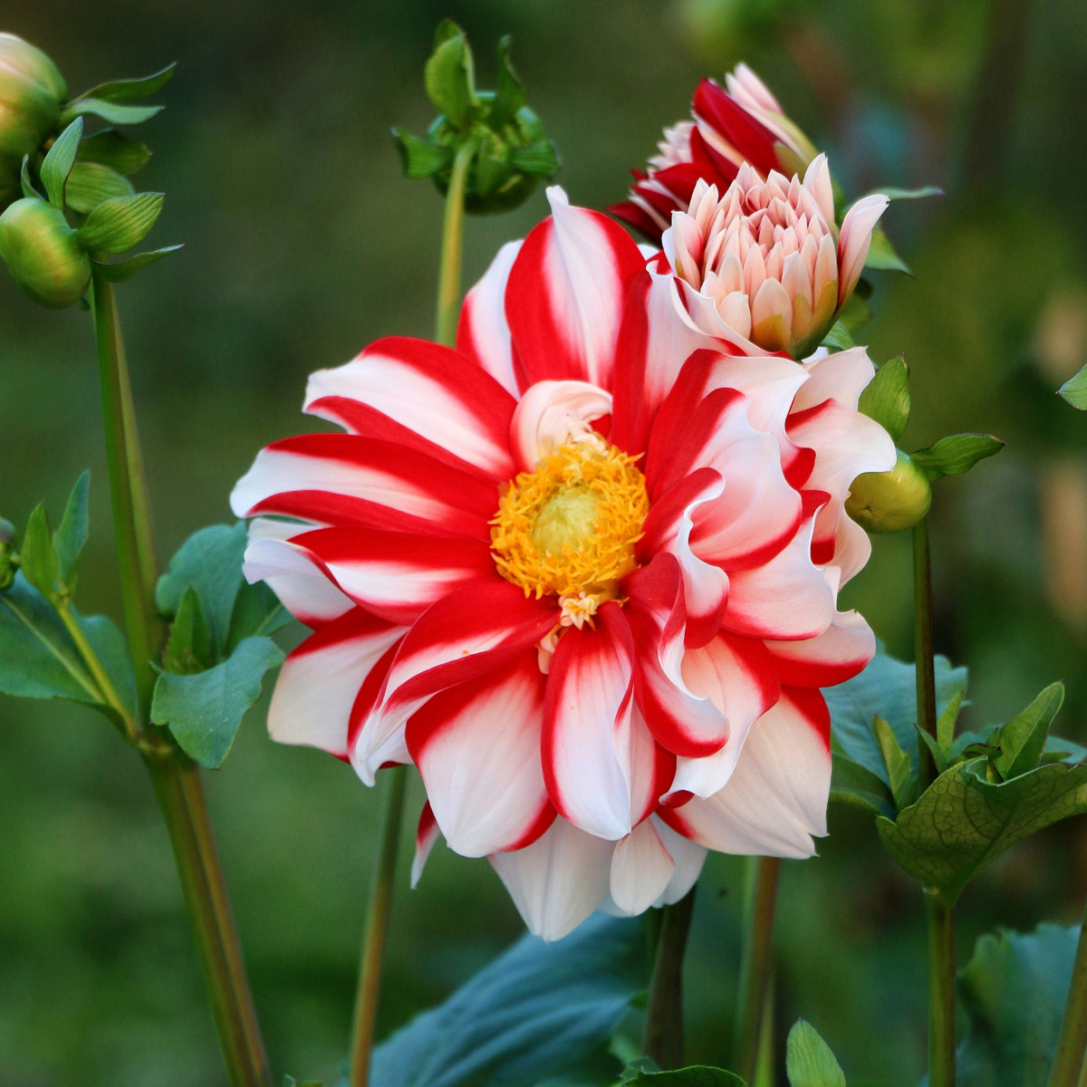 Dahlias - Set de 5 - Dahlia 'Sunset Mix' - Bulbes à fleurs - Rouge