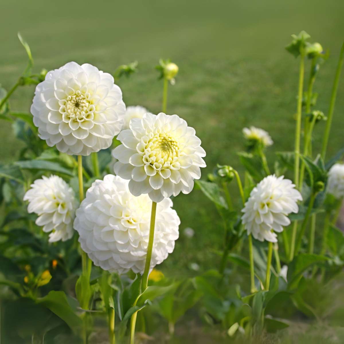 Dahlias - Set de 3 - Dahlia 'Boom Boom White' - Bulbes à fleurs - Blanc