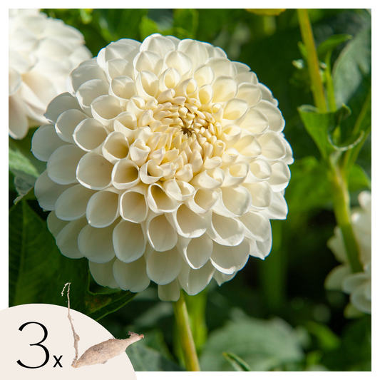 Dahlias - Set de 3 - Dahlia 'Boom Boom White' - Bulbes à fleurs - Blanc