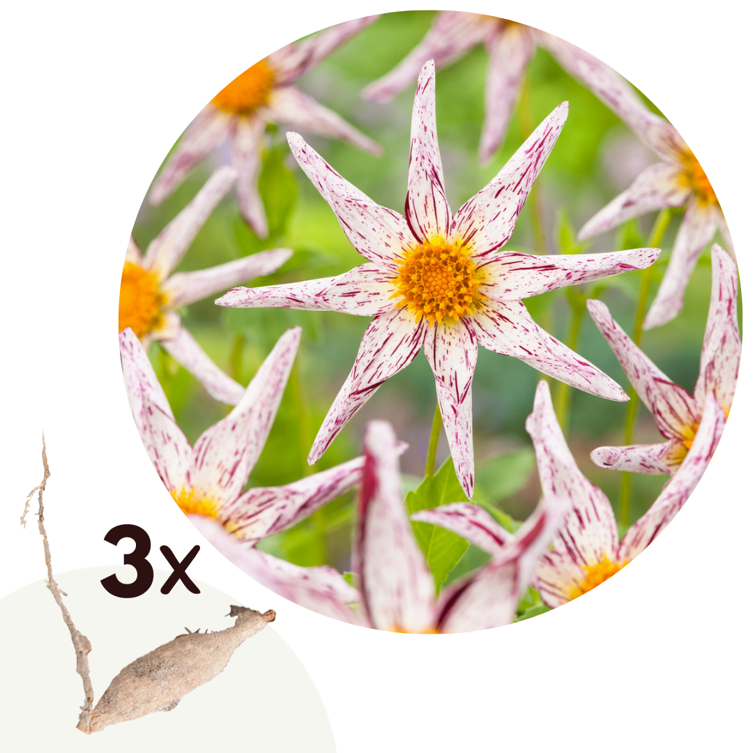 Dahlia tubers - 3 pcs. - Dahlia 'Destiny's Teacher' - Flower Bulbs