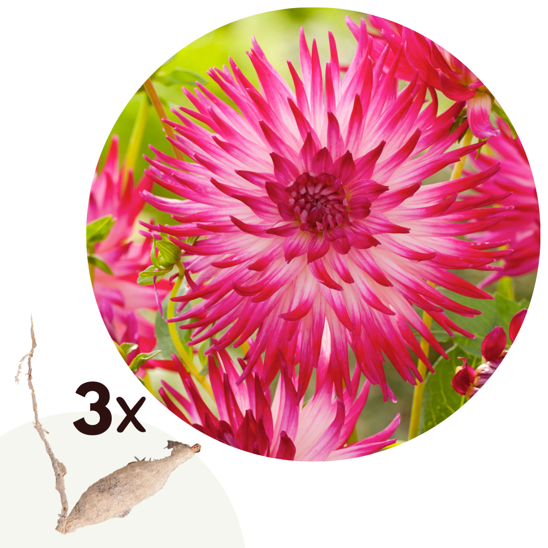 Dahlia tubers - 3 pcs. - Dahlia 'Dutch Explosion' - Flower Bulbs - Pink