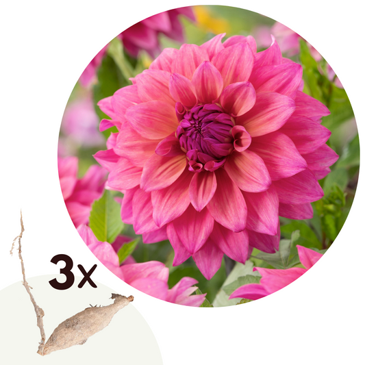Dahlia tubers - 3 pcs. - Dahlia 'Feline Yvonne' - Flower Bulbs - Pink - TD Plantz