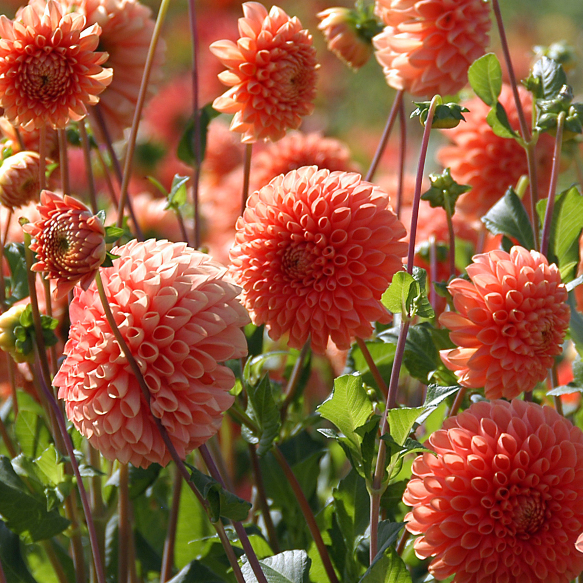 Dahlias - Set de 3 - Dahlia 'Sylvia' - Bulbes à fleurs - Orange