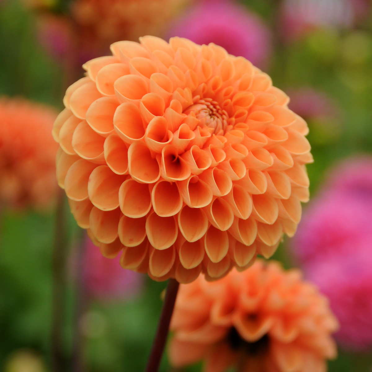 Dahlias - Set de 3 - Dahlia 'Sylvia' - Bulbes à fleurs - Orange