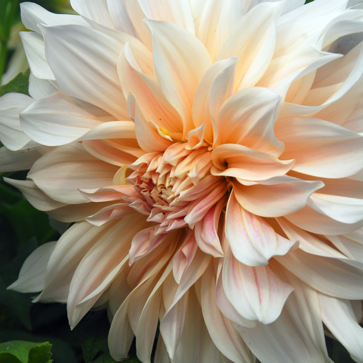 Dahlia tubers - 3 pcs. - Dahlia 'Café au Lait' - Flower Bulbs