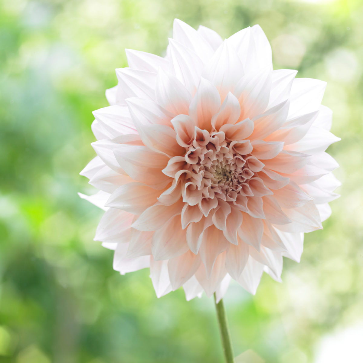 Dahlia tubers - 3 pcs. - Dahlia 'Café au Lait' - Flower Bulbs