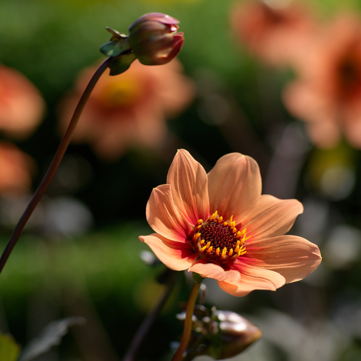 Dahlias - Set de 6 - Dahlia 'Happy Single' - Bulbes à fleurs - Orange - TD Plantz