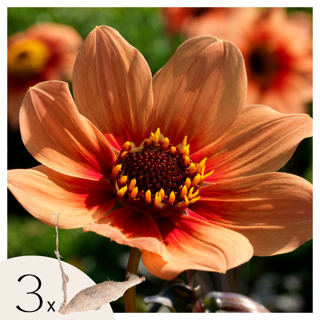 Dahlias - Set de 3 - Dahlia 'Happy Single' - Bulbes à fleurs - Orange