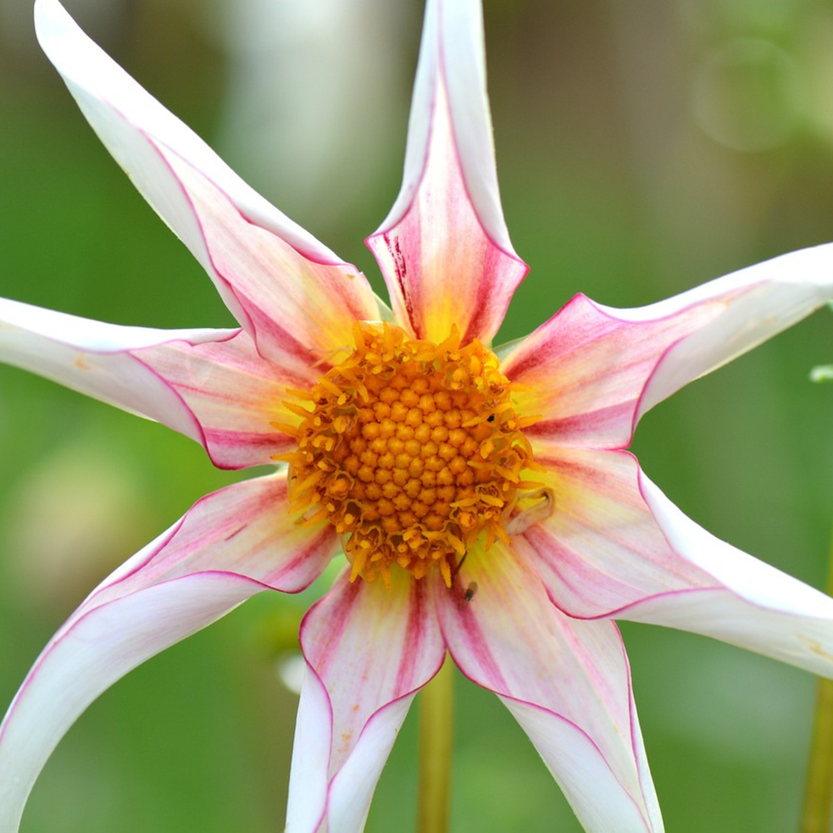 Dahlia tubers - 3 pcs. - Dahlia 'Honka Mix' - Flower Bulbs