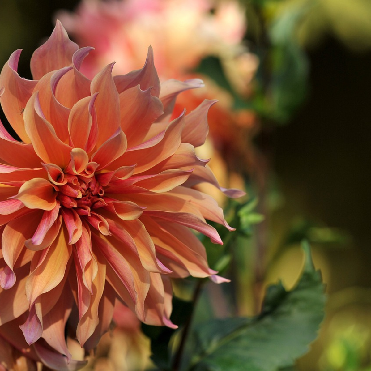 Dahlia tubers - 3 pcs. - Dahlia 'Labyrinth & Twotone' - Flower Bulbs
