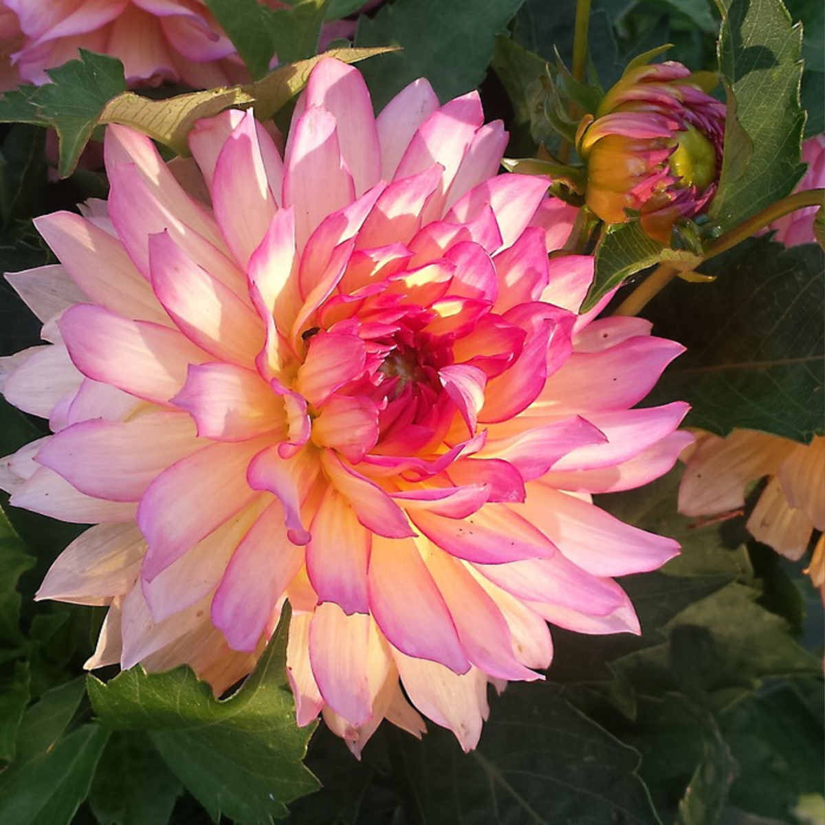 Dahlia tubers - 3 pcs. - Dahlia 'Labyrinth & Twotone' - Flower Bulbs