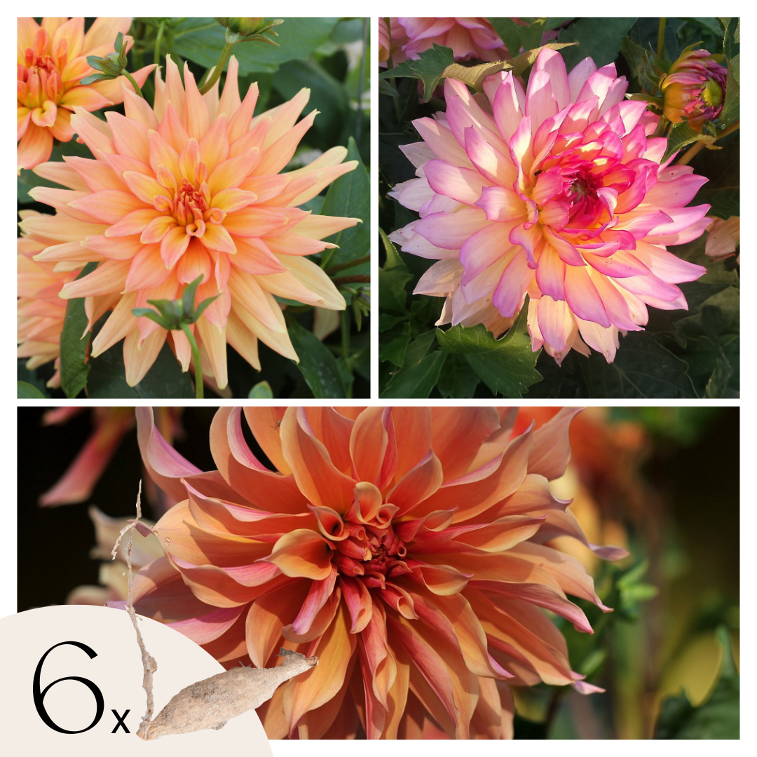 Dahlias - Set de 6 - Dahlia 'Labyrinth' - Bulbes à fleurs - Violet