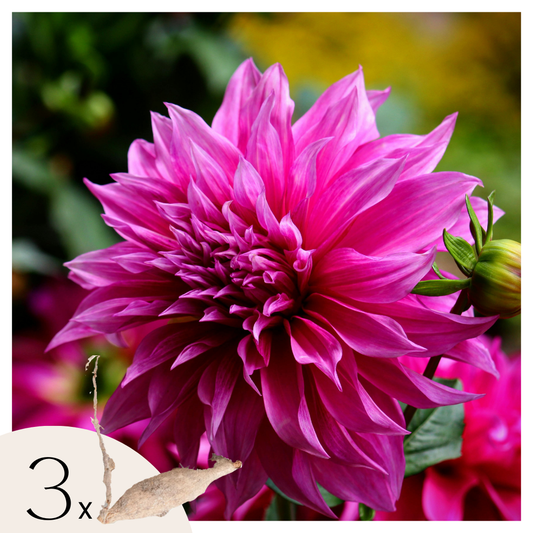 Dahlias - Set de 3 - Dahlia 'Café au lait Rosé' - Bulbes à fleurs - Rose