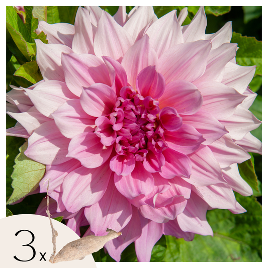 Dahlias - Set de 3 - Dahlia 'Café au lait Royal' - Bulbes à fleurs - Rose