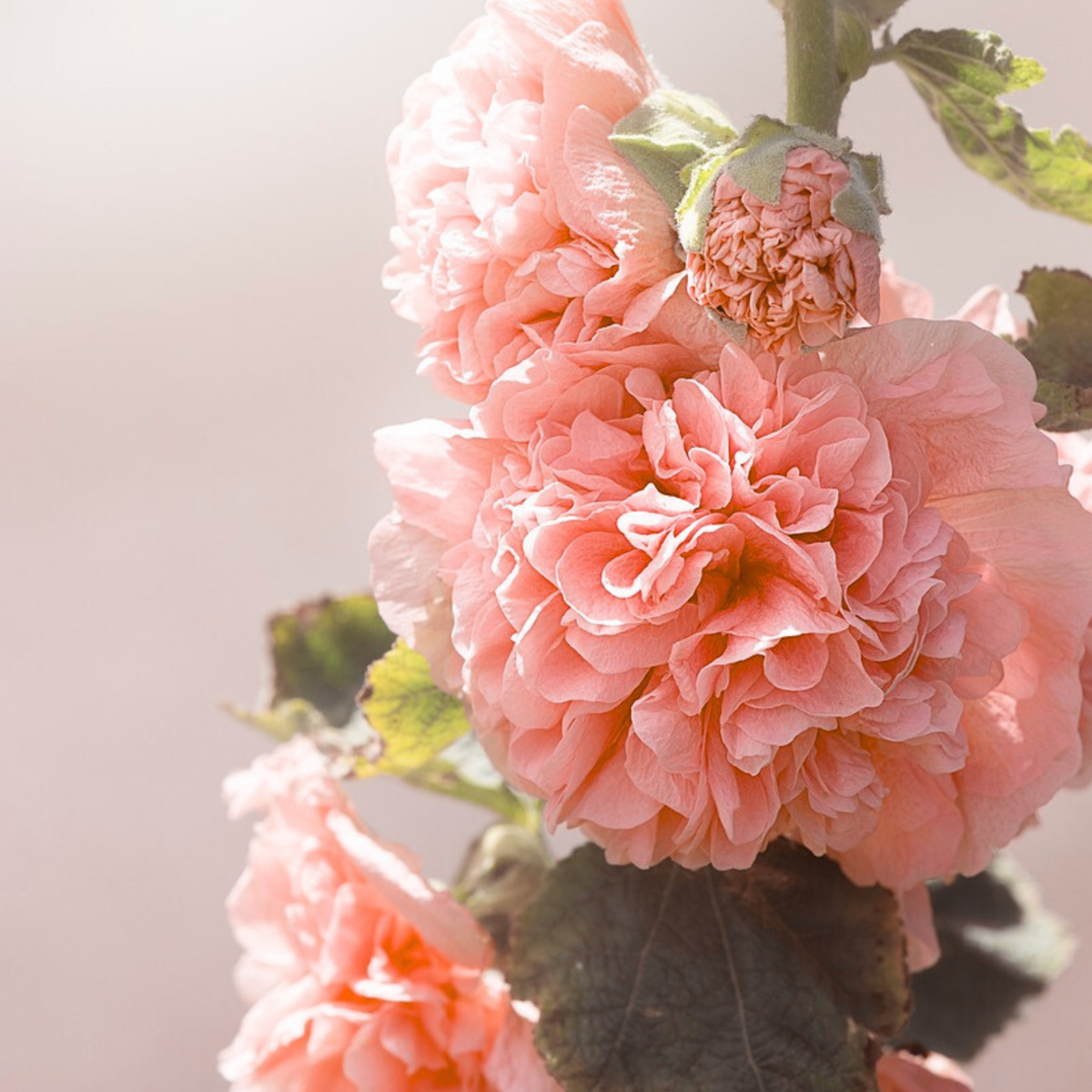Rose trémière - Set de 6 - Alcea Rosea 'Peaches 'N Dreams' - Rhizomes - Rose