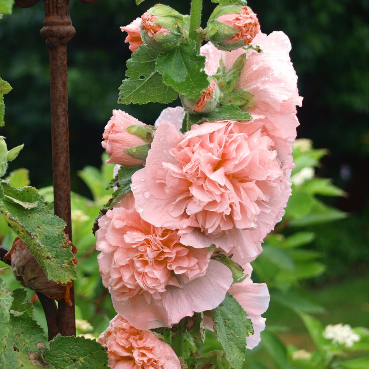 Rose trémière - Set de 6 - Alcea Rosea 'Peaches 'N Dreams' - Rhizomes - Rose
