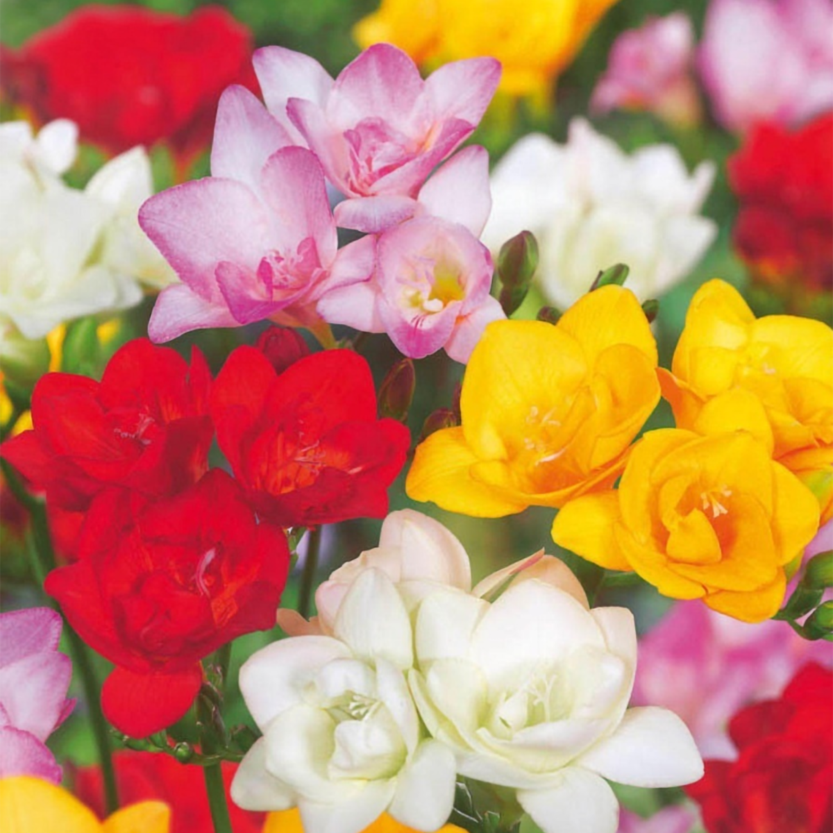 Freesia parfumée - Set de 40 - Freesia Mix - Bulbes à fleurs